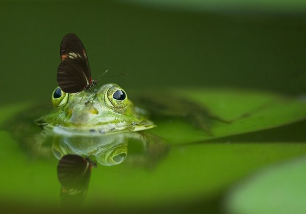 Mi empresa no se valora… ¡Cuidado! Igual se convierte en un sapo