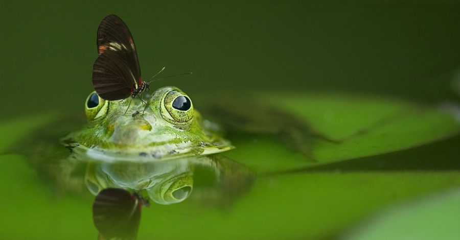 Mi empresa no se valora… ¡Cuidado! Igual se convierte en un sapo